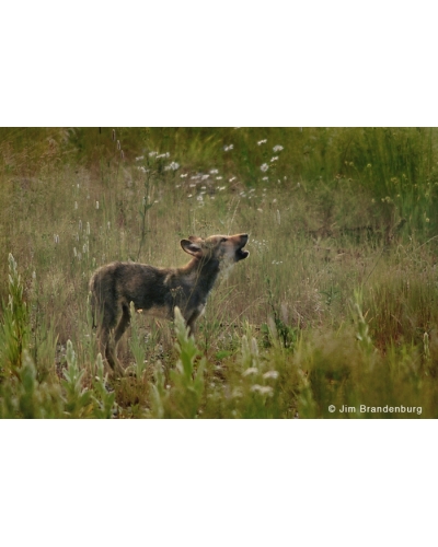 DOS9 Wolf pup howls