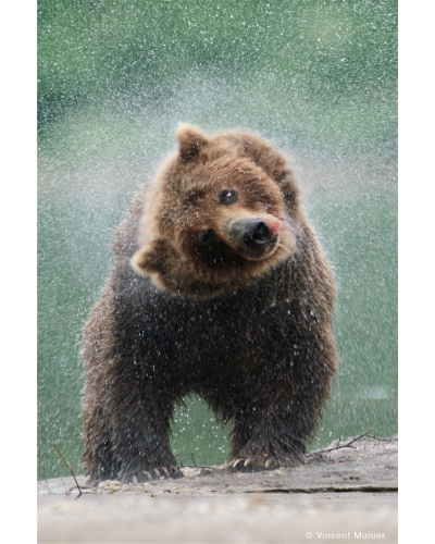 VMKA-BD305 Ours brun