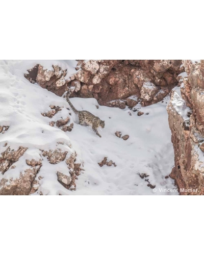 VMTI-BD309 Snow leopard