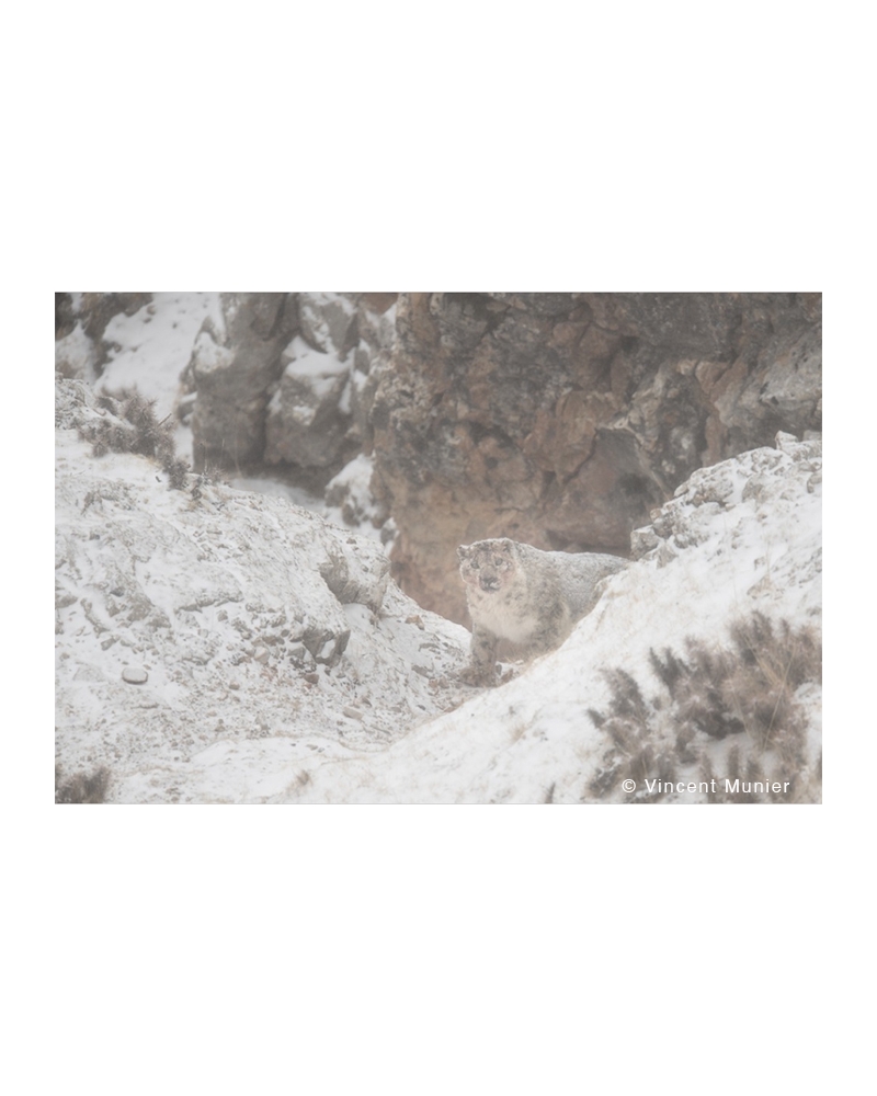 VMTI-BD315 Snow leopard