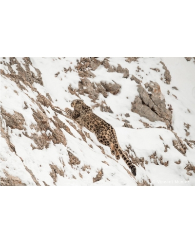 VMTI-BD324 Snow leopard