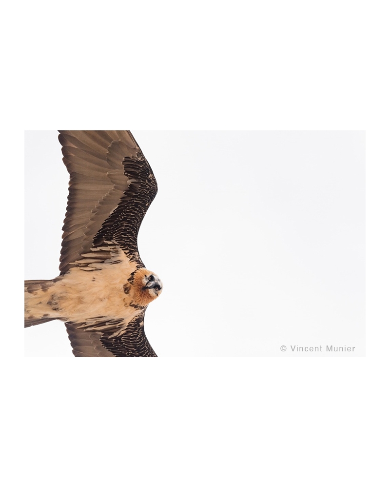 VMTI138 Bearded vulture