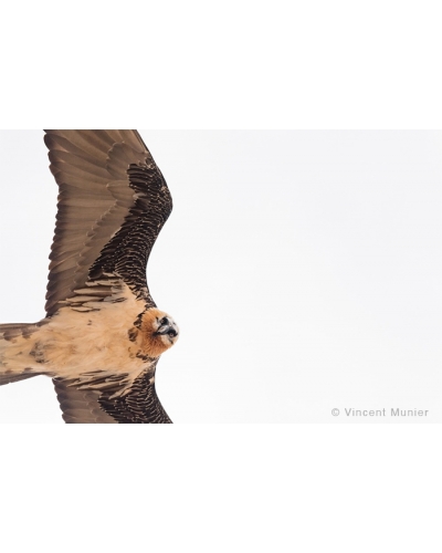 VMTI138 Bearded vulture