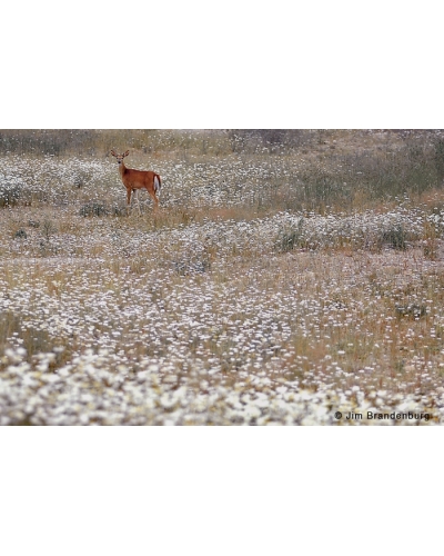 DOS12 Deer in daisies