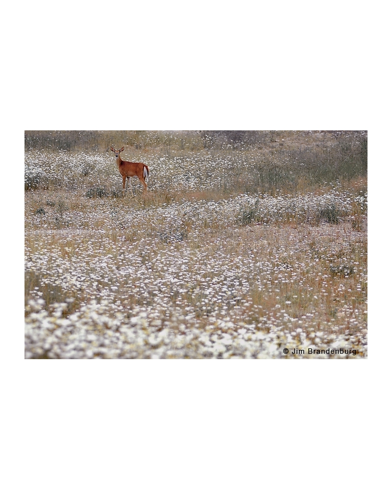 DOS12 Deer in daisies