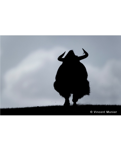 VMTI19 Wild yak