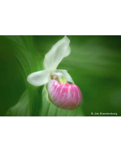 DOS14 Showy ladyslipper