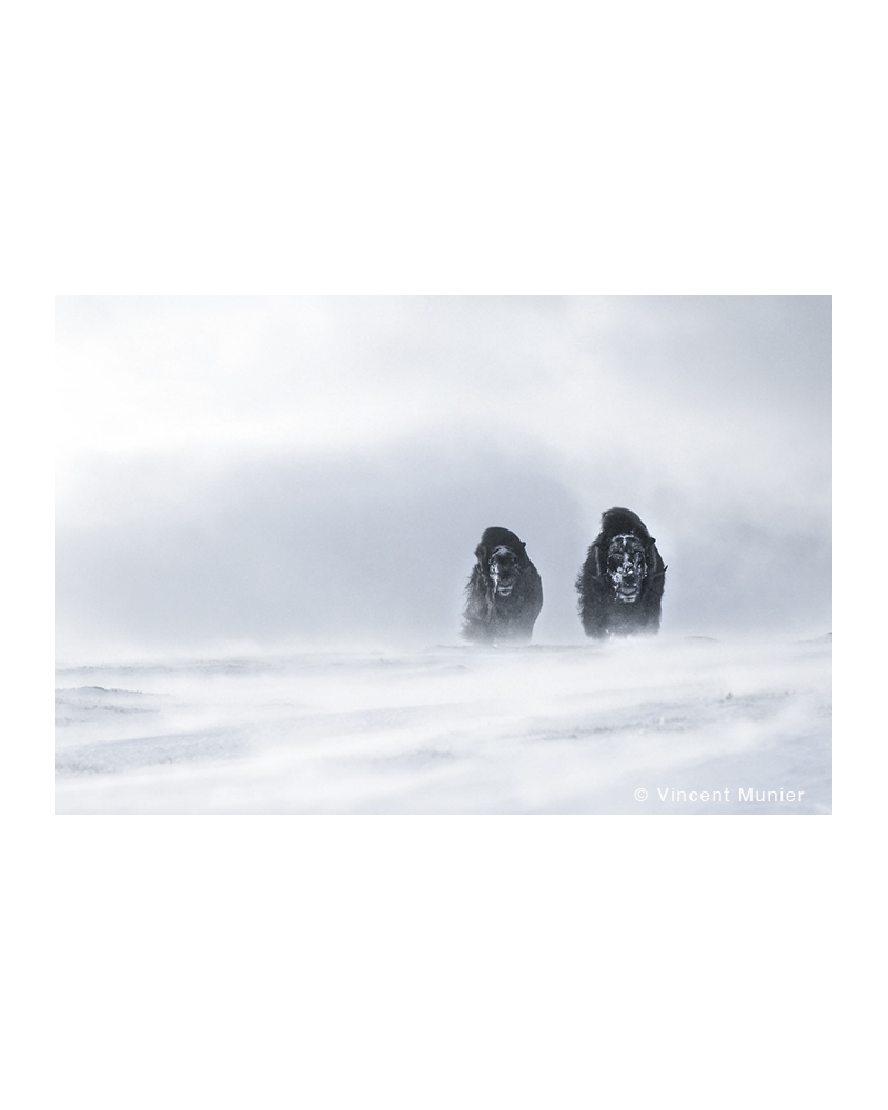 VMBN49 Muskoxen