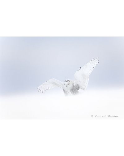VMCA1582 Snowy owl