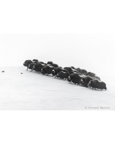 VMAR48 Muskoxen