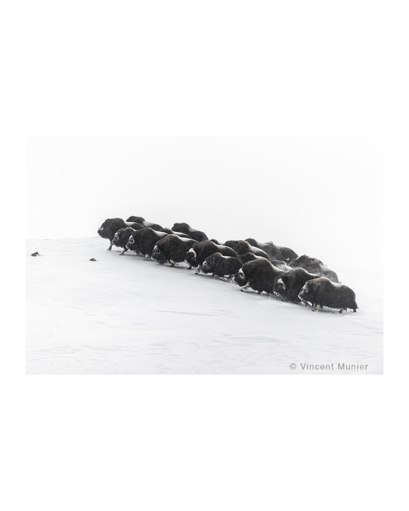 VMAR48 Muskoxen