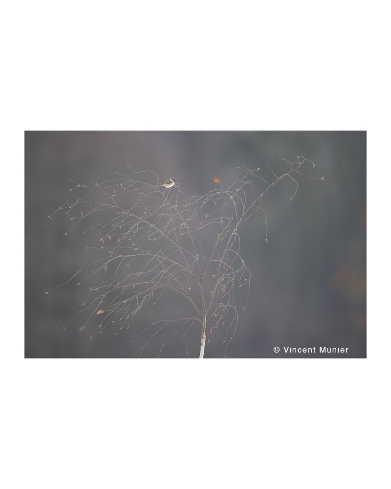 VMFR-BD297 Moineau friquet