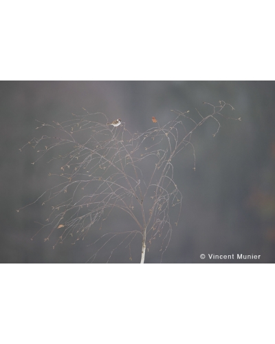 VMFR-BD297 Moineau friquet