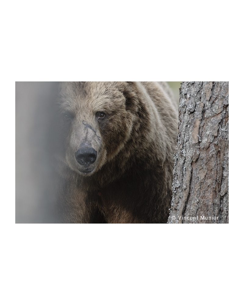 VMFI-BD361 Ours