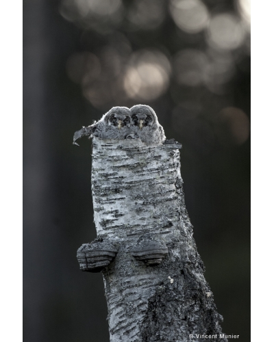 VMFI-BD367 Great Gray Owl