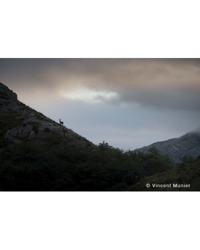 VMFR-BD353 Cerf des Asturies