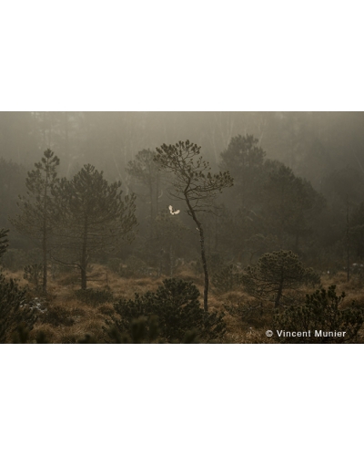 VMFR-BD354 Mésange en vol