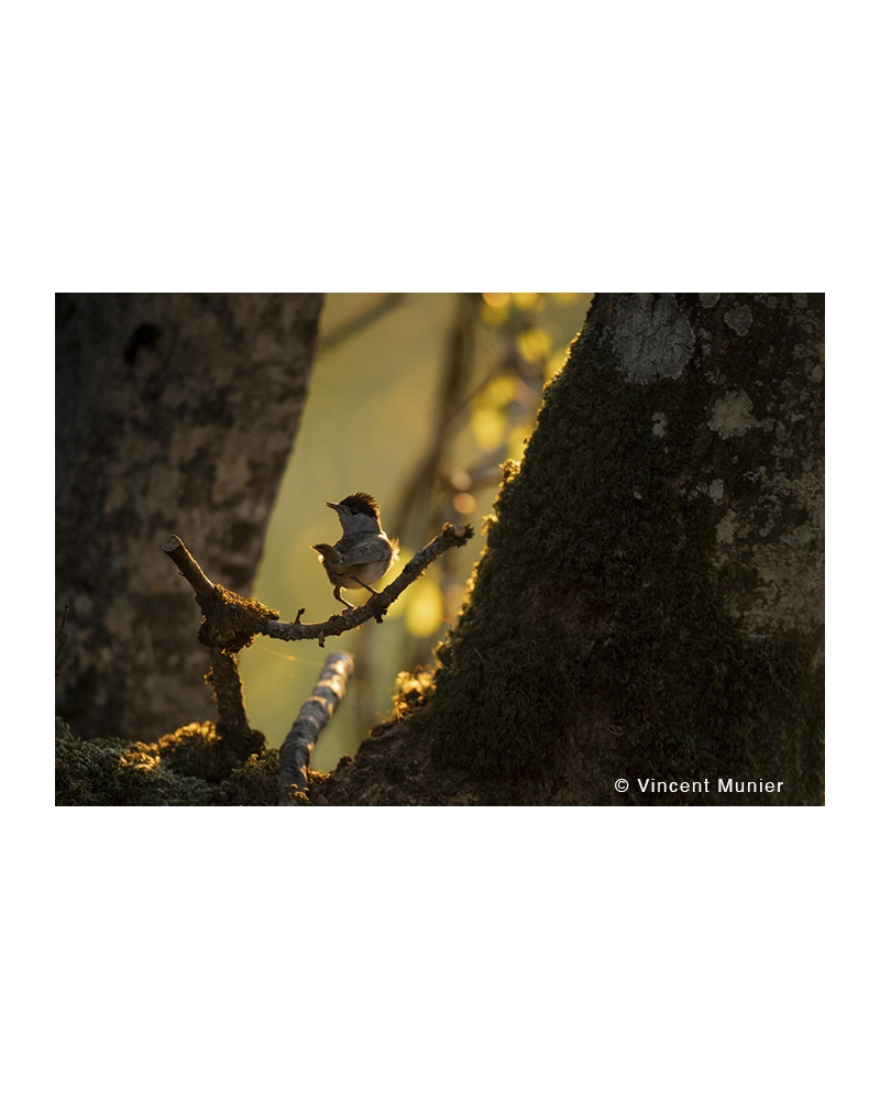VMFR-BD355 Eurasian blackcap