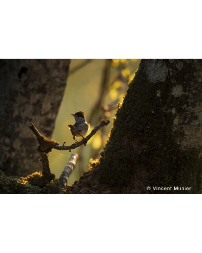 VMFR-BD355 Eurasian blackcap