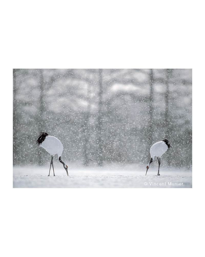 VMHO-BD352 Red Crowned Cranes