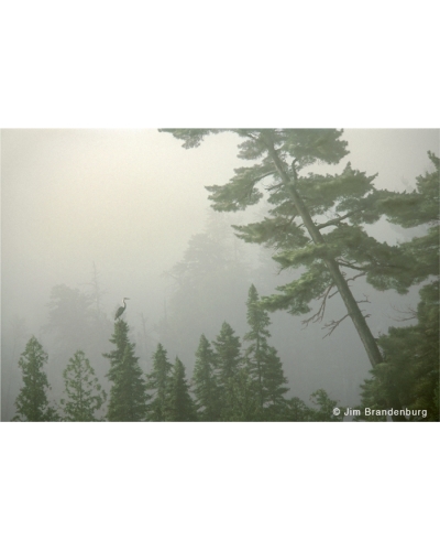 DOS17 Heron, pine, fog