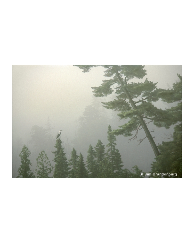 DOS17 Heron, pine, fog