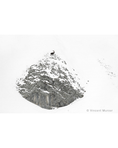 VMMO28 Bouquetin des Alpes