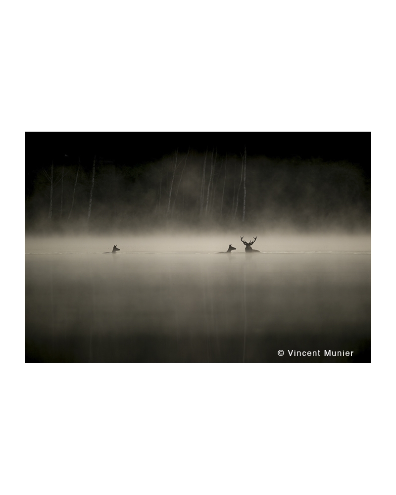 VMMO208 Deer