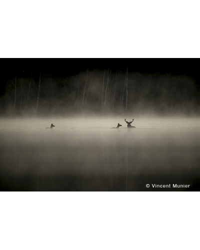 VMMO208 Deer