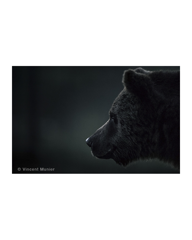 VMMO253 Ours brun