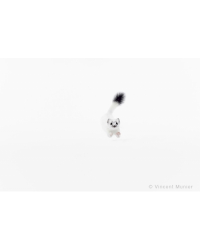 VMMO14 Ermine