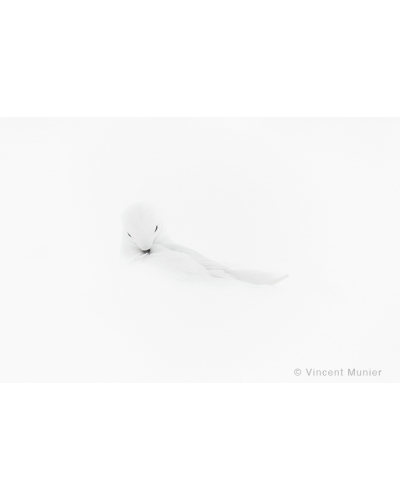 VMTA19 Toilettage, pétrel des neiges
