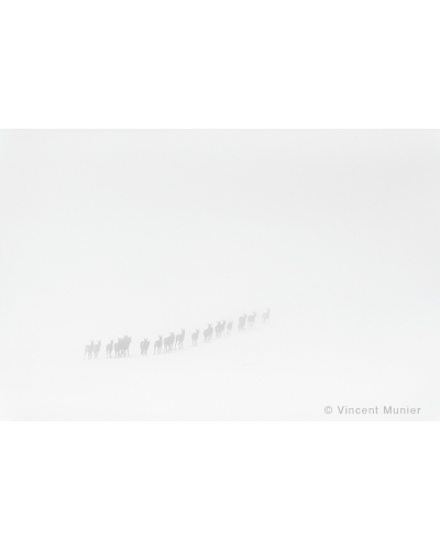 VMMO9 Deer