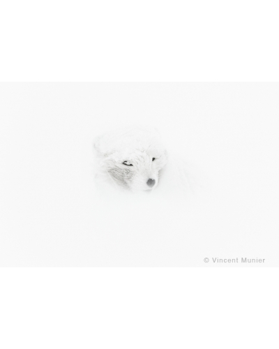 VMAR74 Renard Polaire