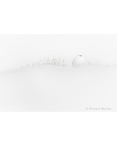 VMMO19 Rock ptarmigan