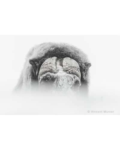 VMAR50 Muskox