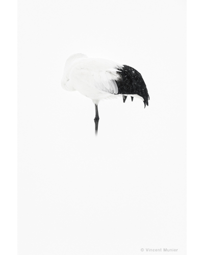 VMMO34 Red crowned crane