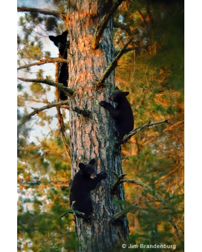DOS20 Three black bear cubs