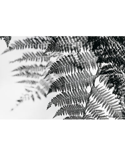 VMMO55 Cloud forest, Pérou