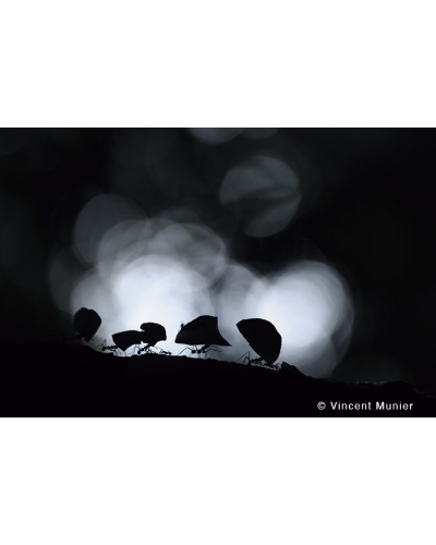 VMMO63 Atta ants, Peru