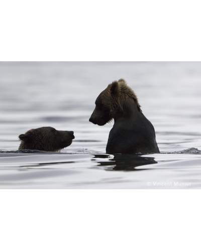 VMMO65 Brown bears