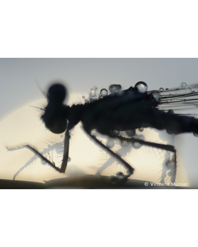VMMO75 Damselfly