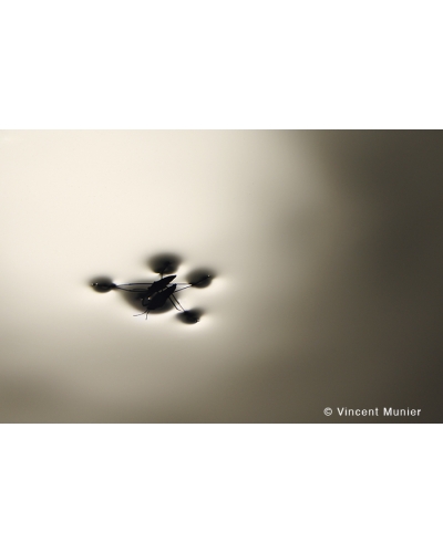 VMMO79 Gerris lacustre