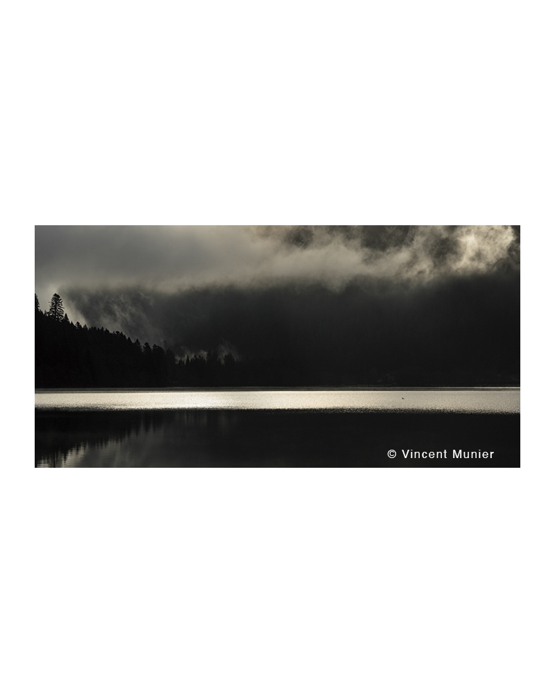 VMMO81 Grand cormoran