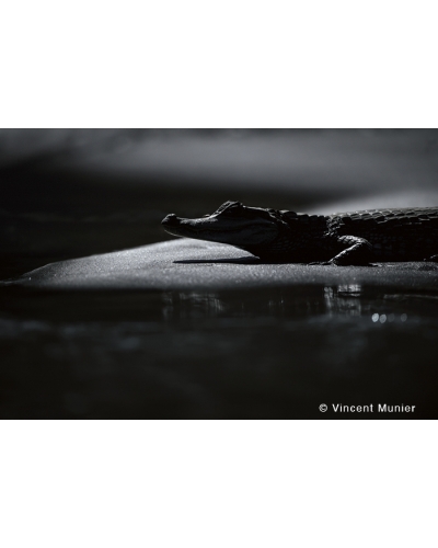 VMMO87 Caïman noir