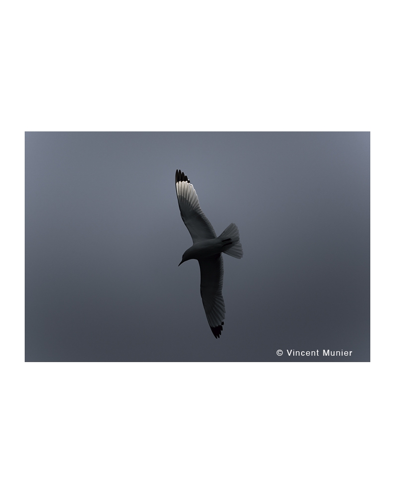 VMMO89 Black-legged kittiwake