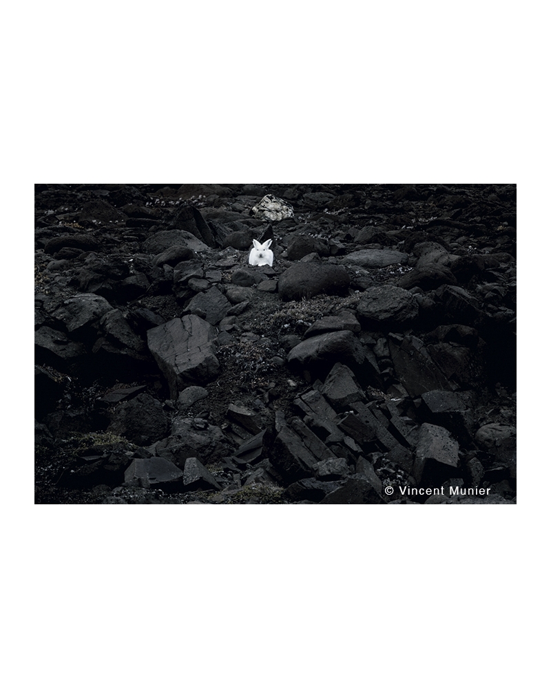 VMMO93 Arctic hare