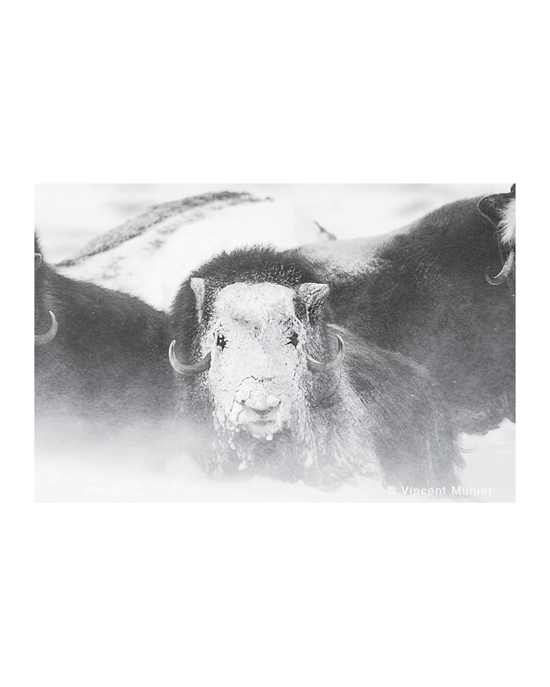 VMAR78 Muskoxen