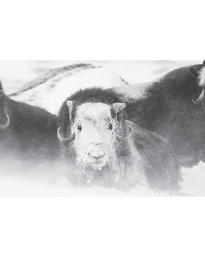 VMAR78 Muskoxen