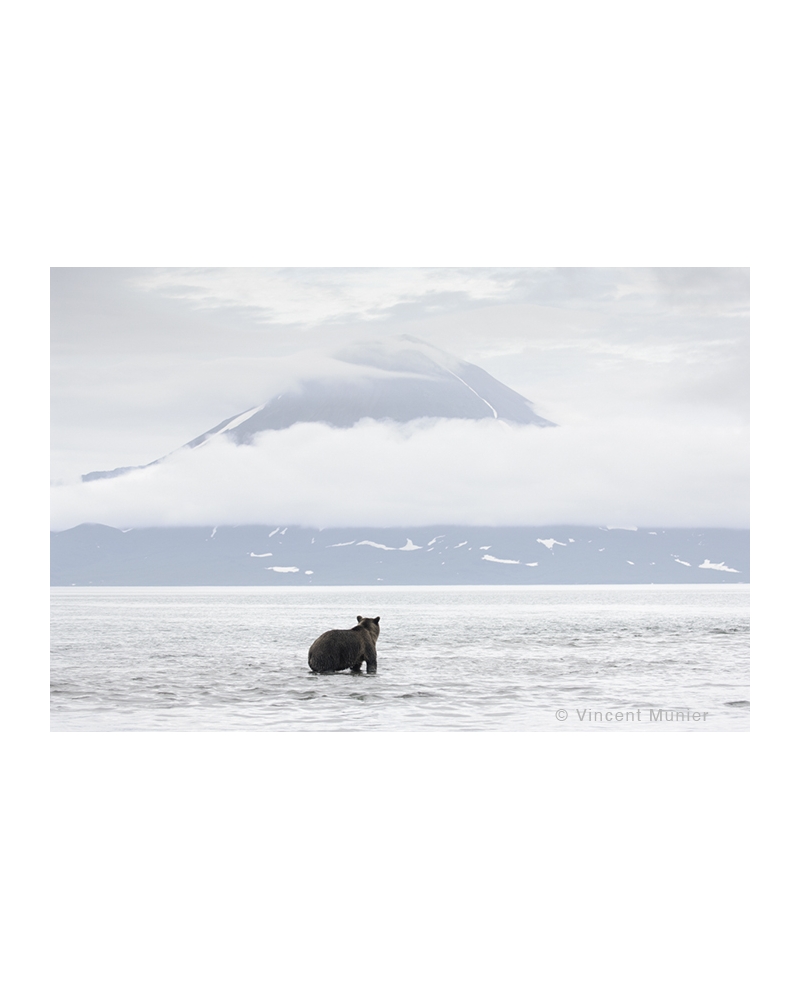 VMKA0286 Bear and volcano